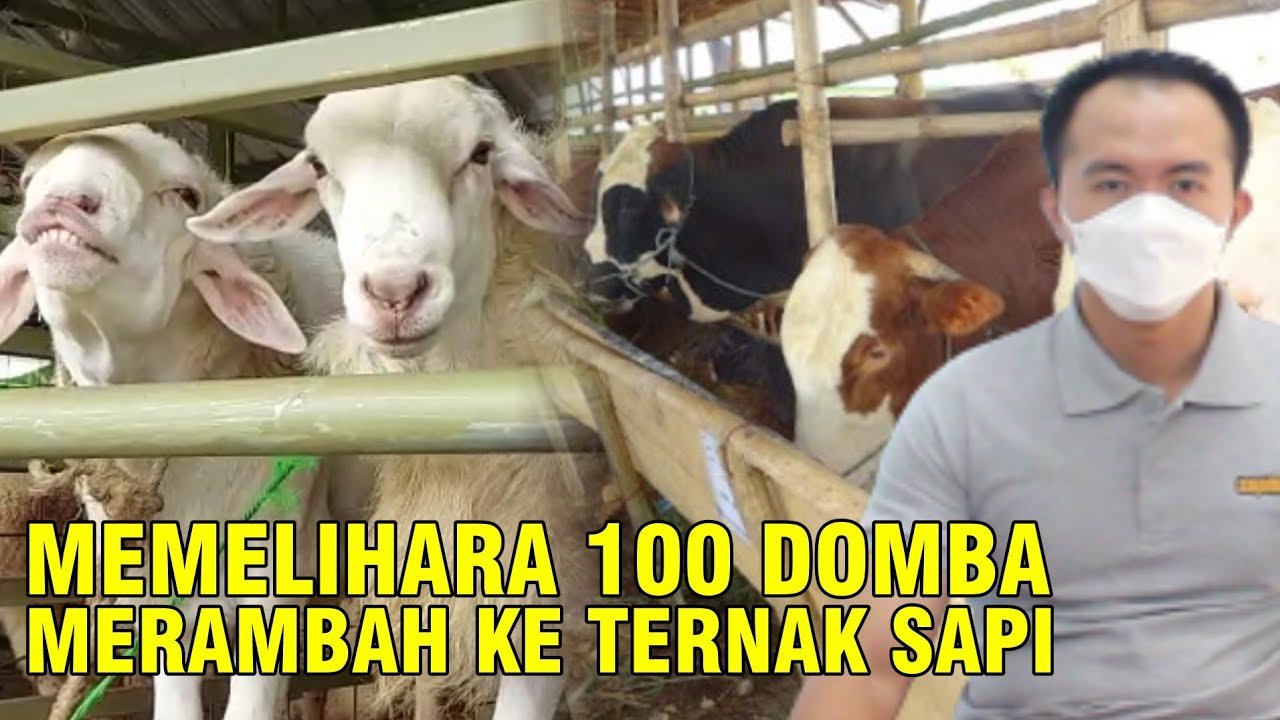 
                                 Beternak-Sapi-Kambing-Domba-Di-Banyumas-Jawa-Barat